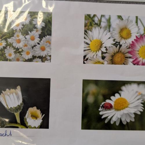 Gänseblümchen