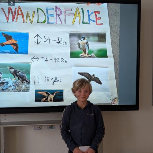 Wanderfalke