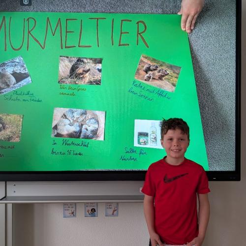 Murmeltier