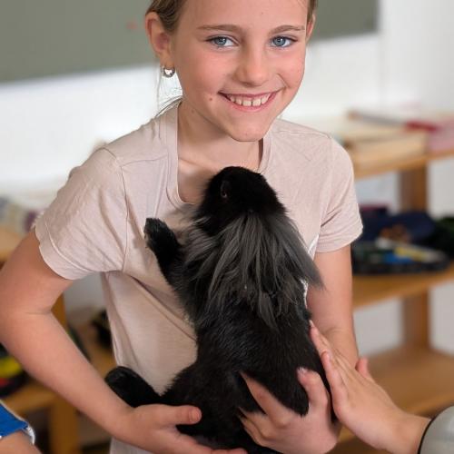 Zwergkaninchen