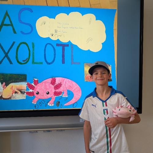 Axolotl