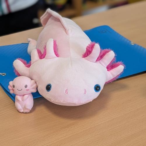 Axolotl