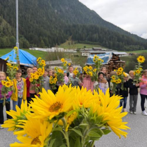 Sonnenblumenernte