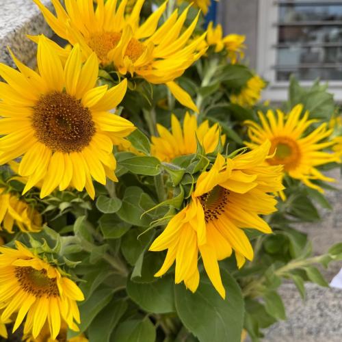 Sonnenblumenernte