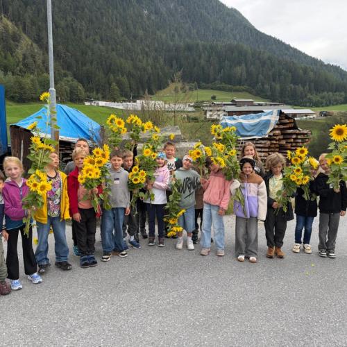 Sonnenblumenernte