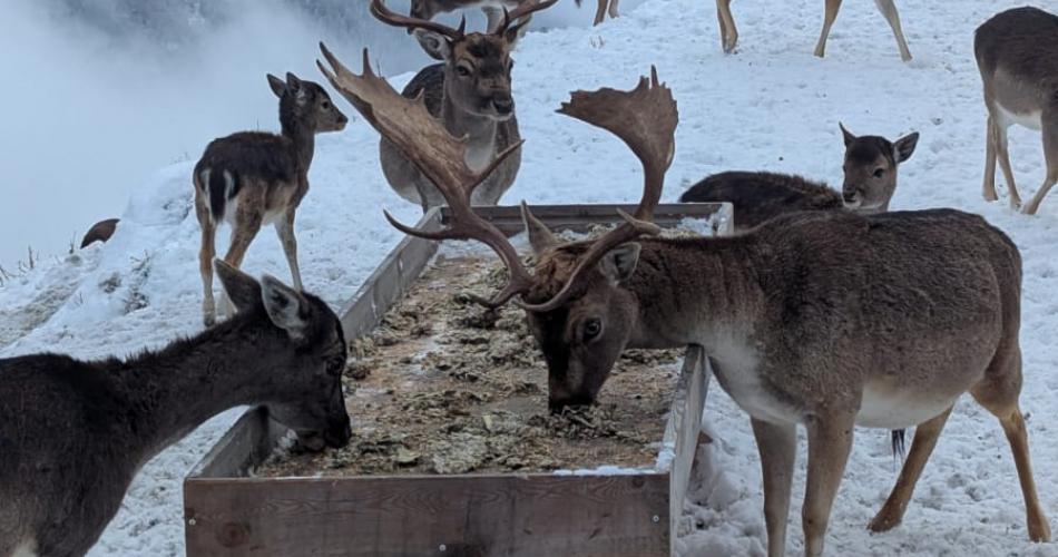 Dammwild beim Fressen