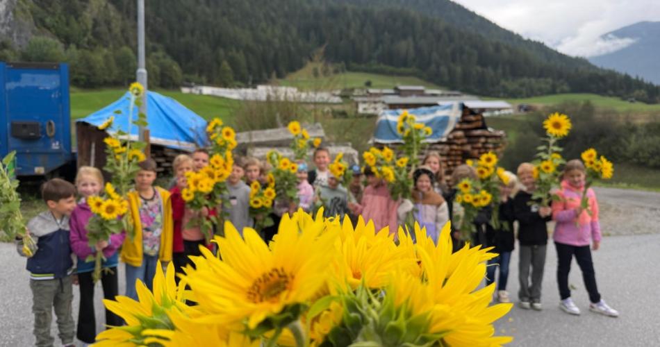 Sonnenblumenernte